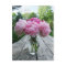 Vase of Pink Peonies