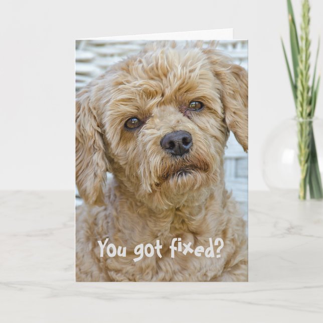 Vasectomy Dog Humor Card (Front)