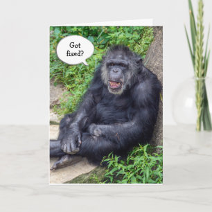 Vasectomy Humour with Chimpanzee Card