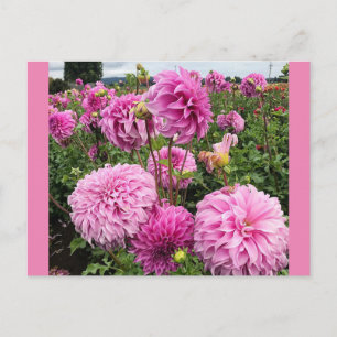 Vassio Meggos Dahlia Postcard