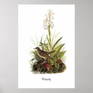Veery, John Audubon Poster