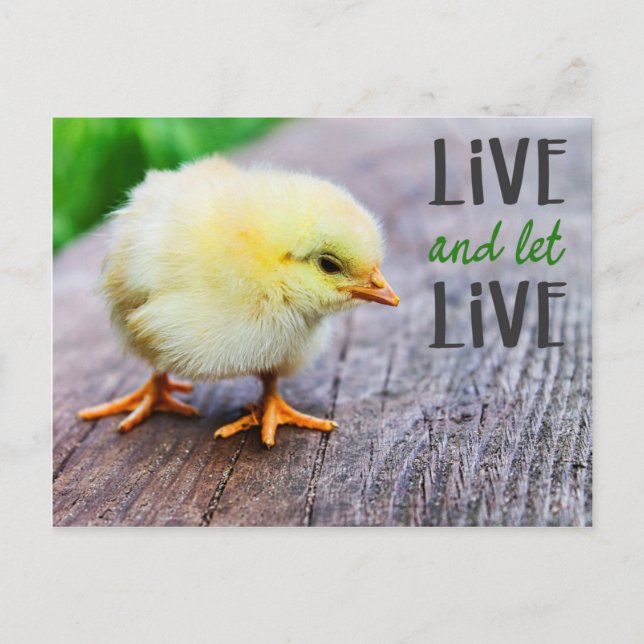 Vegan "Live and let live" with cute chick Postcard (Front)