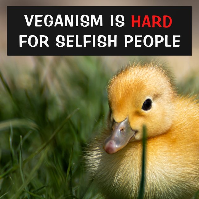 Veganism is hard for selfish people, Vegan Bumper Sticker (Creator Uploaded)
