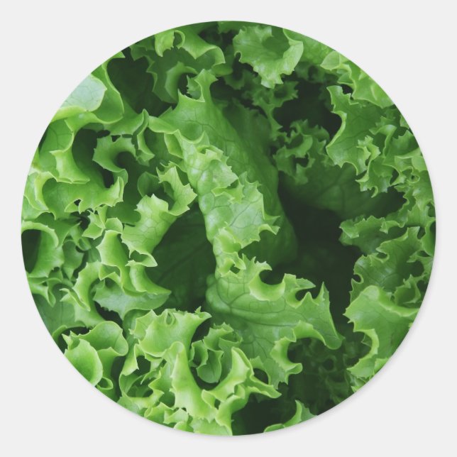 Vegetable Food Green Lettuce Classic Round Sticker (Front)