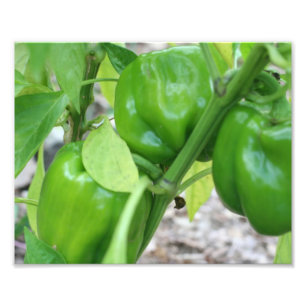 Vegetable Garden Green Peppers 10x8  Photo Print