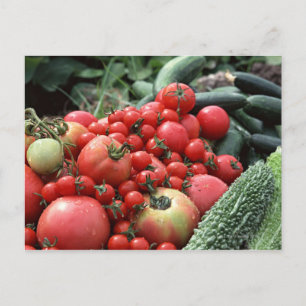 Vegetables 4 postcard