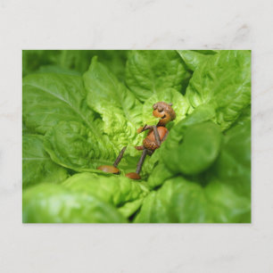 Vegetarian acorn elf is eating a salad postcard