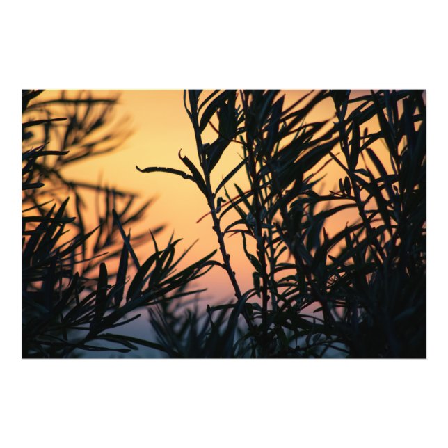 Vegetation at sunset photo print (Front)