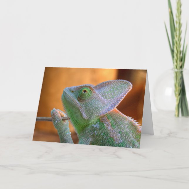 Veiled Chameleon Card (Front)