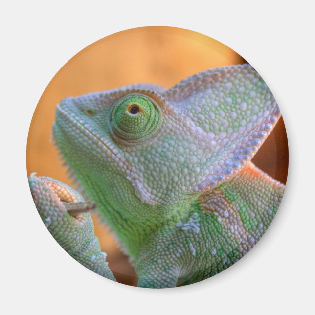 Veiled Chameleon Magnet (Front)