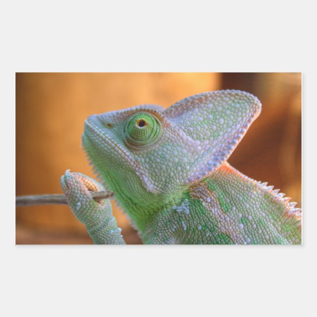 Veiled Chameleon Rectangular Sticker (Front)