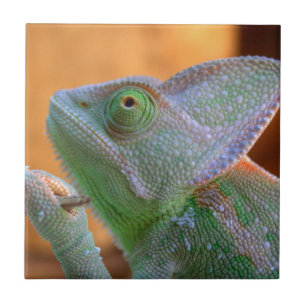 Veiled Chameleon Tile