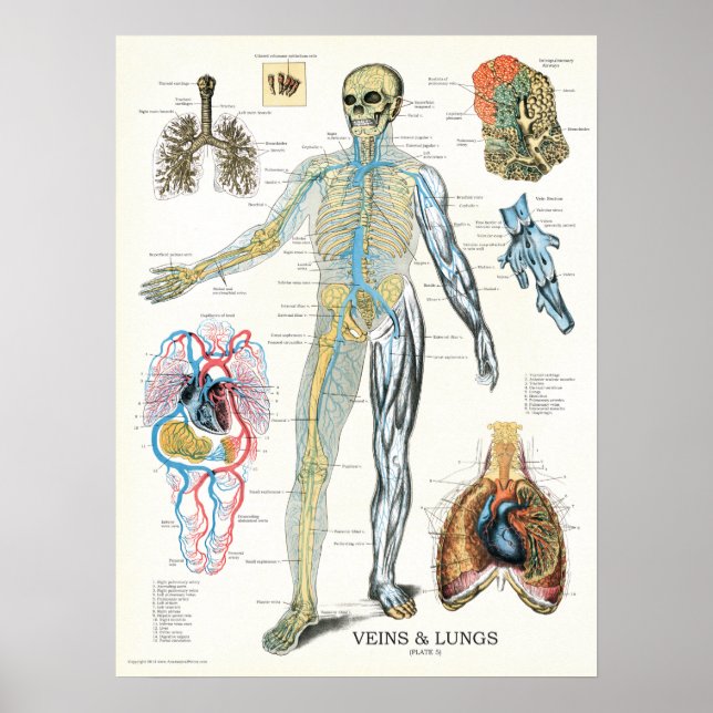 Veins Lungs Human Anatomy Poster 18 x 24 (Front)