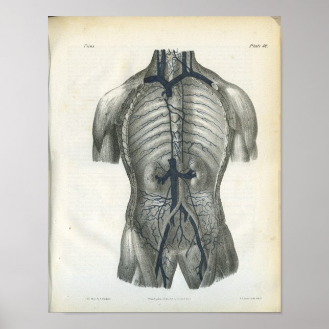 Veins of Abdomen Internal Anatomy Print (Front)