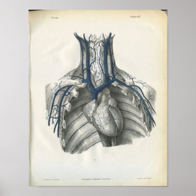 Veins of Chest Anatomy Print (Front)