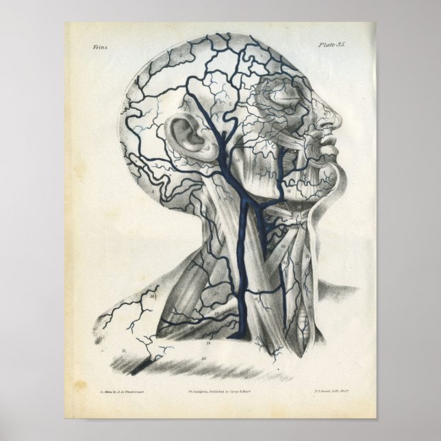 Veins of Head Neck Anatomy Print (Front)