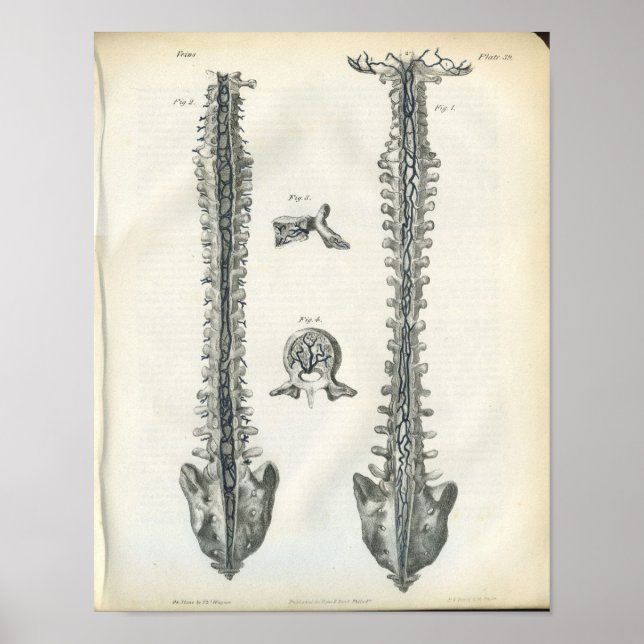 Veins of Spine Anatomy Print (Front)