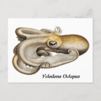 Velodona octopus (1898-1899)