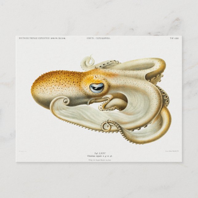 Velodona octopus by Carl Chun Postcard (Front)