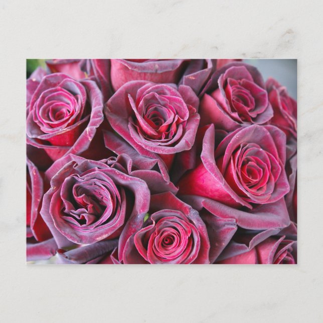 Velvet Beauty Postcard (Front)