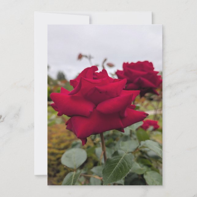 Velvet Crimson Rose Invitation (Front)