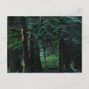 Velvet Forest Postcard