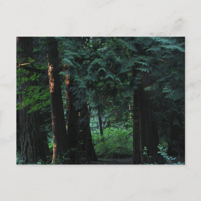Velvet Forest Postcard (Front)