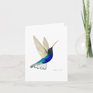 Velvet-purple Coronet Hummingbird Card