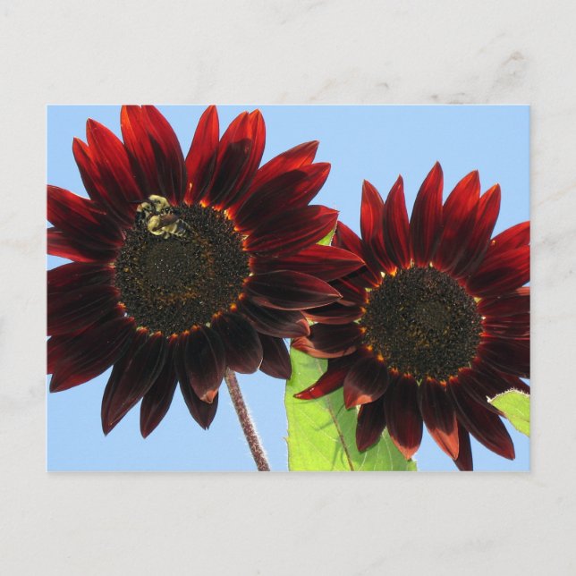 Velvet Queen Sunflowers Postcard (Front)