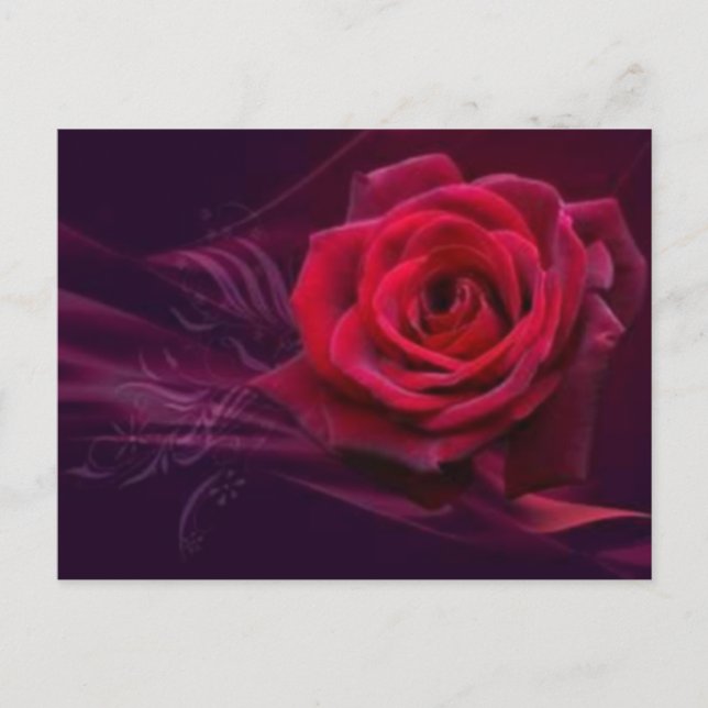 Velvet Rose  Postcard (Front)
