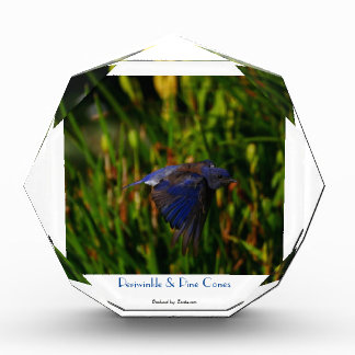 Velvety blue bird flying in front of budding iris photo block