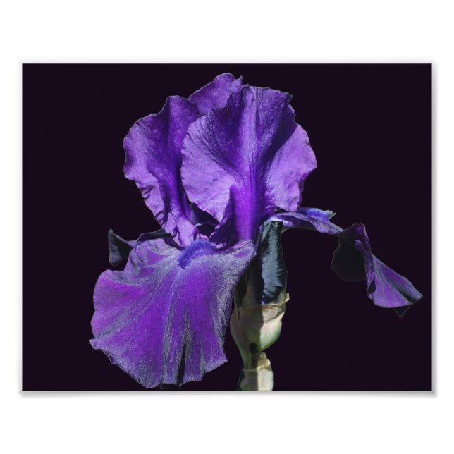 Velvety Purple Bearded Iris Flower Art 8x10 Photo Print (Front)