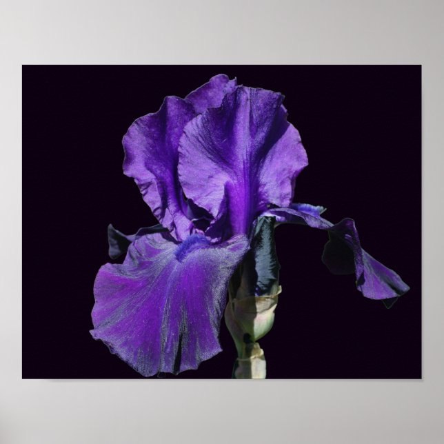 Velvety Purple Bearded Iris Flower Art Poster (Front)