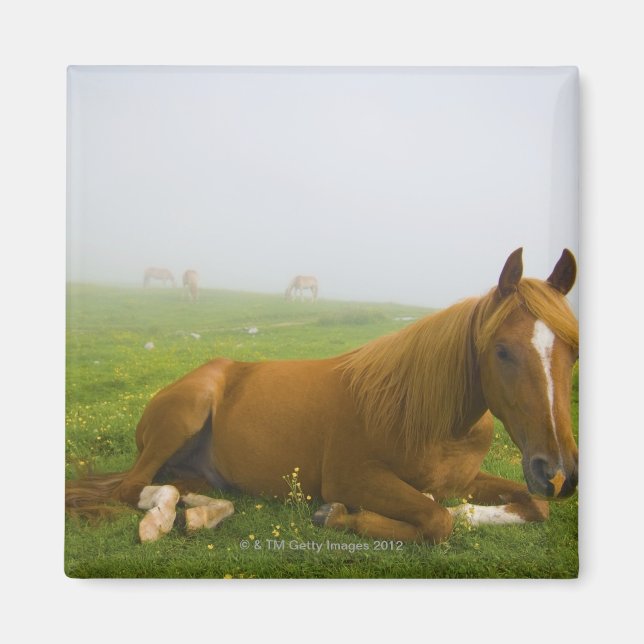 veneto italy 2 magnet (Front)