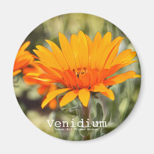Venidium Magnet