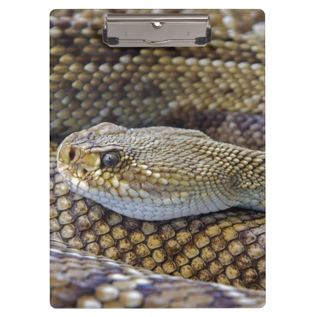 Venomous Rattle Snake Close Up Clipboard (Front)