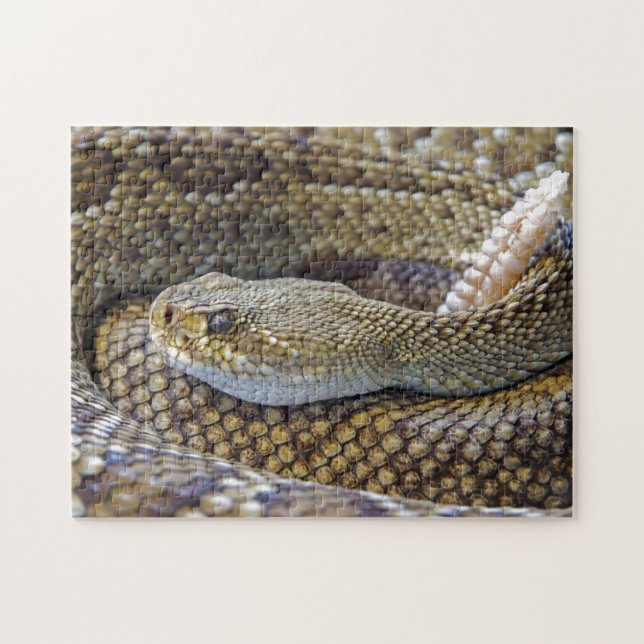 Venomous Rattle Snake Close Up Jigsaw Puzzle (Horizontal)