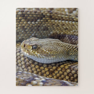 Venomous Rattle Snake Close Up Jigsaw Puzzle
