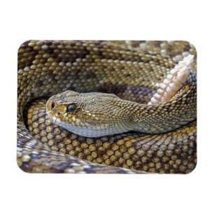Venomous Rattle Snake Close Up Magnet