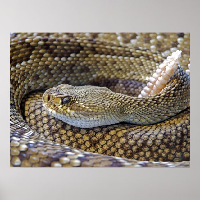 Venomous Rattle Snake Close Up Poster (Front)