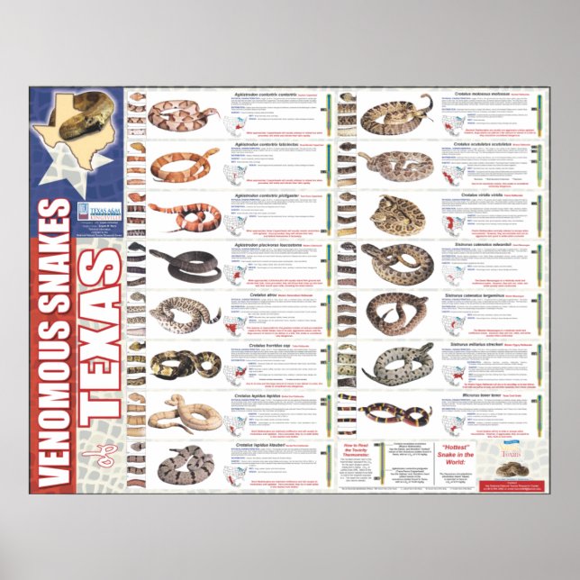 Venomous Snakes of Texas Poser by the NNTRC Poster (Front)