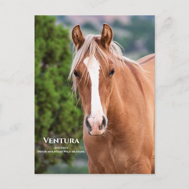 Ventura Postcard (Front)