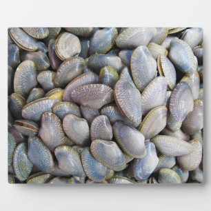 Venus Clam [หอยลาย] Plaque