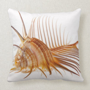 Venus Comb Murex shell (Murex pectin) against Cushion