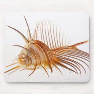 Venus Comb Murex shell (Murex pectin) against Mouse Pad