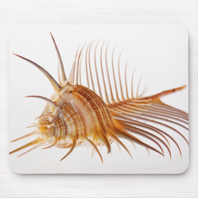 Venus Comb Murex shell (Murex pectin) against Mouse Pad (Front)