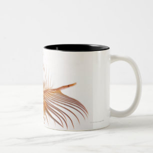 Venus Comb Murex shell (Murex pectin) against Two-Tone Coffee Mug