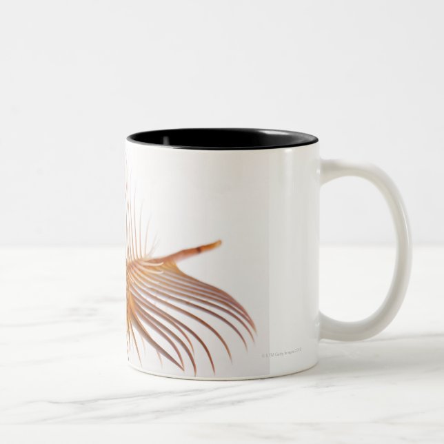 Venus Comb Murex shell (Murex pectin) against Two-Tone Coffee Mug (Right)