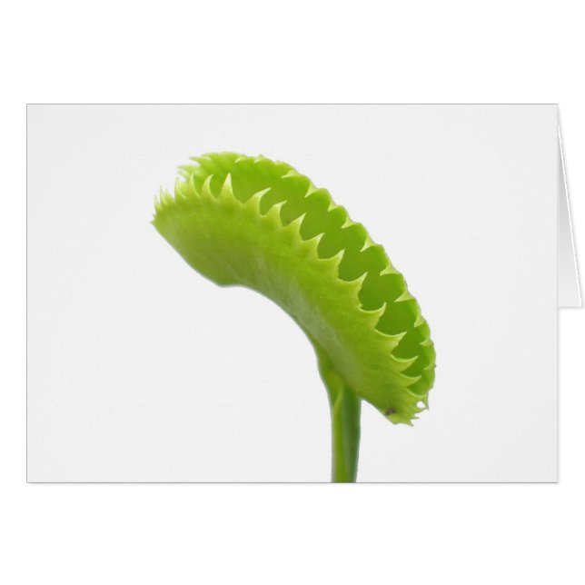 Venus Fly Trap (Front Horizontal)