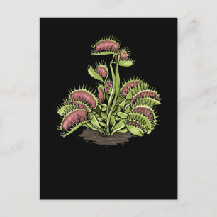 Venus Fly Trap Plant Carnivorous Plant Venus Fly Postcard